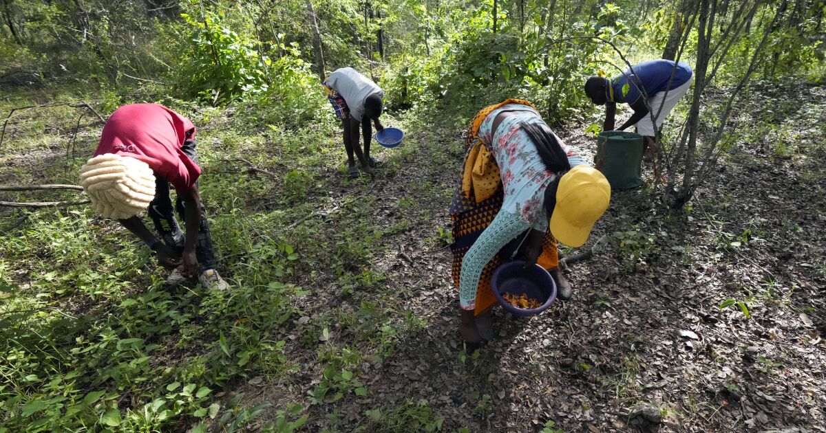 In Zimbabwe’s rainy season, women forage for wild mushrooms